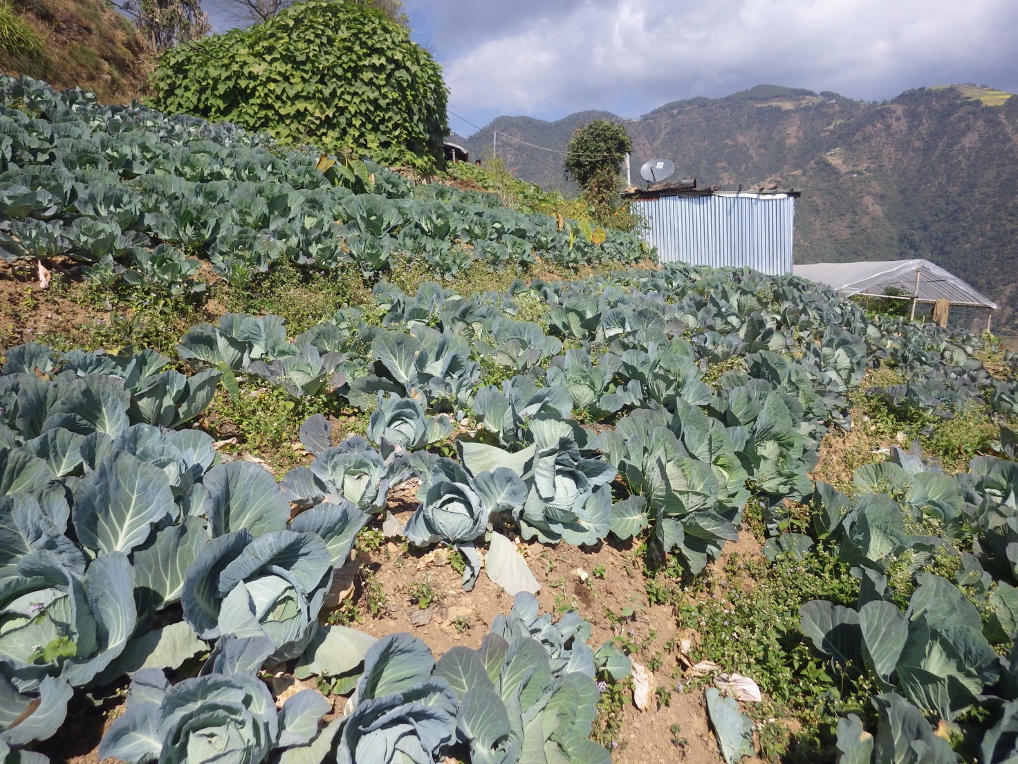 lettuce-farming