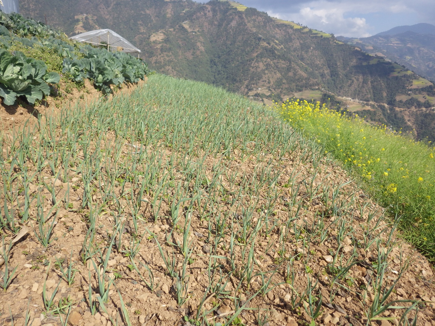 onion-farming