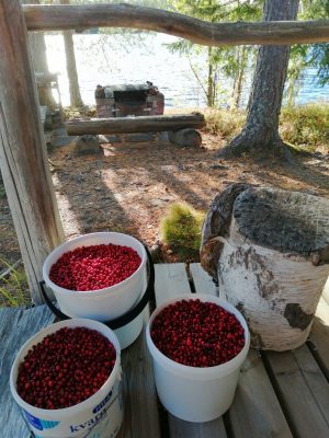 Kolme täyttä puolukkaämpäriä vesistön äärellä. 