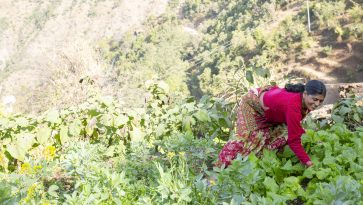 nainen poimimassa vihanneksia vuoren rinteellä