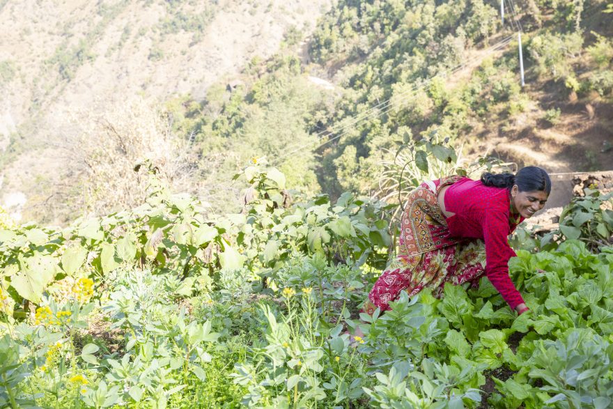 nainen poimimassa vihanneksia vuoren rinteellä