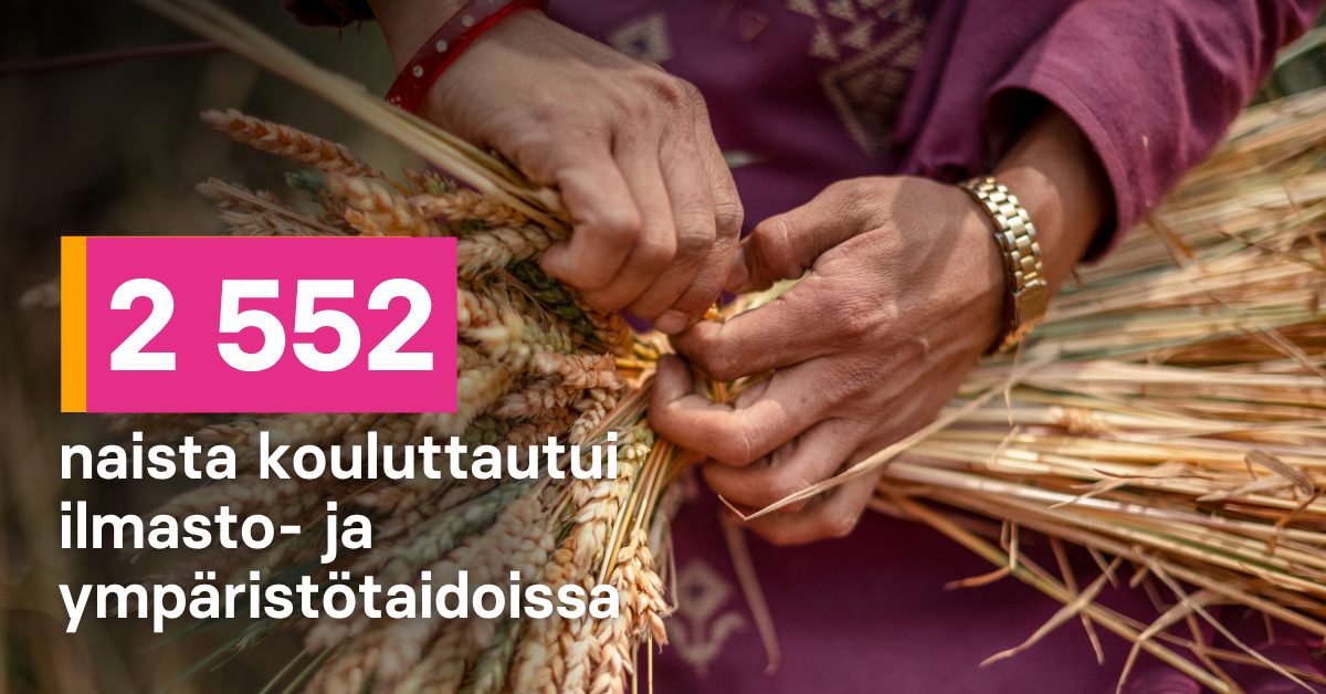 Kimppu viljaa käsissä.